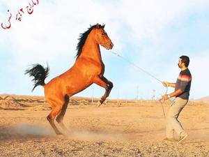 حرفه ای ترین باشگاه سوارکاری در سیرجان