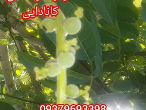 فروش نهال گردو در تهران