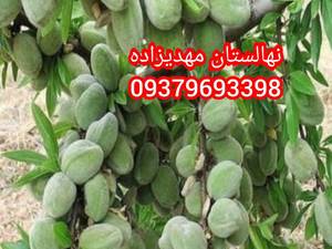 فروش نهال بادام در کردستان
