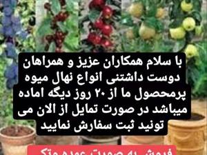 فروش انواع نهال میوه در رشت