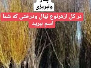 فروش بید مجنون پیوندی در رشت