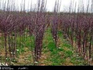 فروش بید مجنون پیوندی در رشت