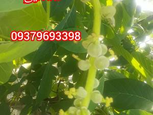 خرید نهال ازسبزنگین مهدیزاده