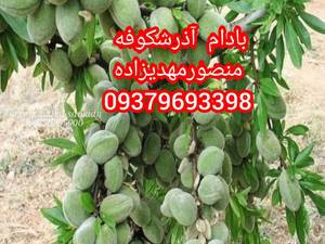 فروش بادام در اصفهان