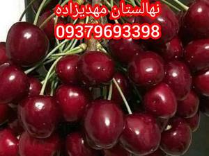 نهال گیلاس