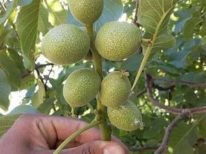 نهال گردوی دیرگل