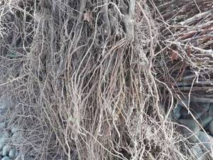 فروش  نهال انگور دو ساله سیاه در سردشت
