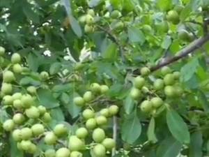 نهال گردو پیوندی در اصفهان