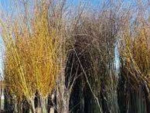 فروش انواع نهال میوه در رشت