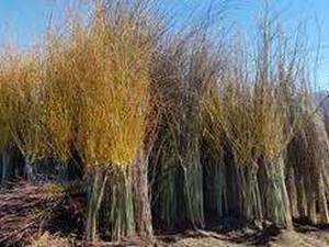 فروش انواع نهال میوه در رشت
