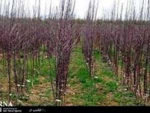 ‌فروش انواع نهال در گیلان