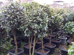 فروش گل یاس هلندی بوته ای در مازندران