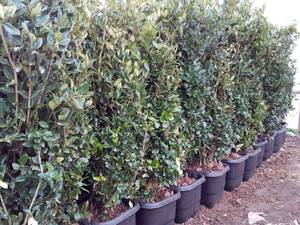 فروش گل یاس هلندی بوته ای در مازندران