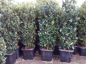 فروش گل یاس هلندی بوته ای در مازندران