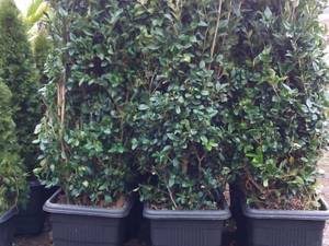 فروش گل یاس هلندی بوته ای در مازندران