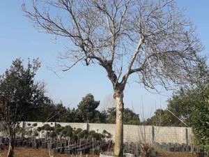 مگلونیا بنفش ۶متری در چابکسر