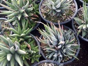 فروش عمده سانسوریا در البرز