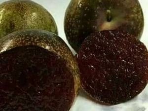 پیشفروش نهال الو درنهالستان خاص