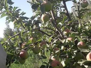 انواع گلابی در نهالستان سبز رویش علی سلیمی