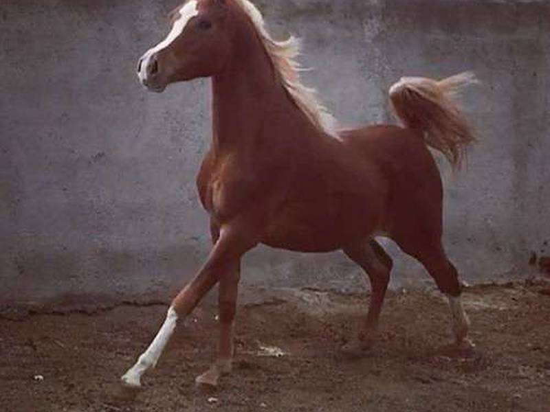 انواع اسب کرد و دره شور در کرمانشاه