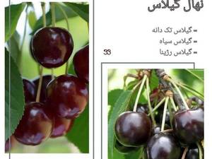 پیش فروش نهال گیلاس در میاندوآب