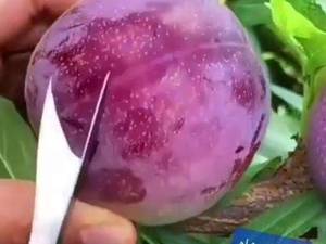 پیش فروش نهال الوشابلون و ارقام نهال در شاه نهال
