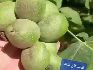 نهال گردو چندلر در آذربایجان