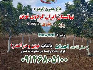 پرورش و فروش نهال گردو فرنور پیوندی