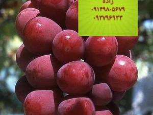 نهالستان منصورمهدیزاده درمیاندواب