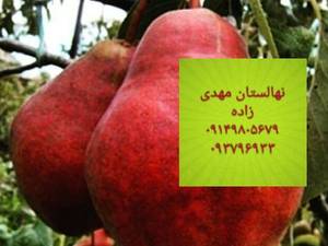نهالستان مهندس منصورمهدیزاده