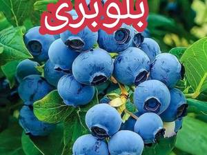 فروش نهال درمیاندآب