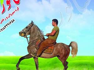 پرورش اسب سناتور کره سیروان و رخش در کمیجان