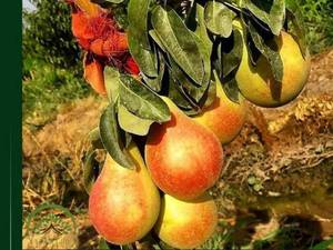 فروش نهال کوشیا در میاندوآب