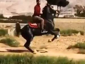 پرورش اصب های اصیل در خمینی شهر
