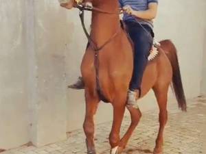 تعلیم انواع اسب در اصفهان