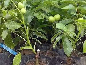 فروش نهال گردو پا کوتاه در میاندوآب