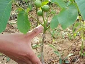 گردو چندلر پیوندی در آذربایجان غربی