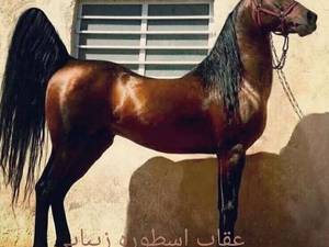 فروش و  پرورش اسب های اصیل در آذربایجان