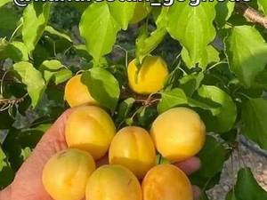 زردالو شکره پاره تخصصی خشک بار در میاندوآب