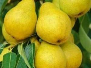 بهترین و تخصصی ترین مرکز پرورش گلابی در آذربایجان