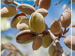 پرورش بادام ربیع در میاندوآب