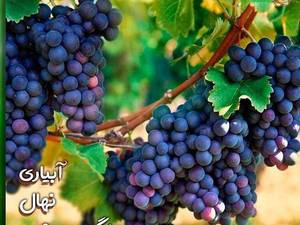 خرید و فروش نهال انگور سردشت در میاندوآب