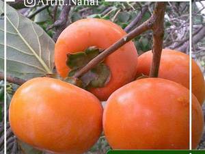 پرورش نهال خرمالو سیبی در آذربایجان