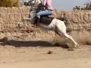 پرورش حرفه ای اسب کرد در كرمان