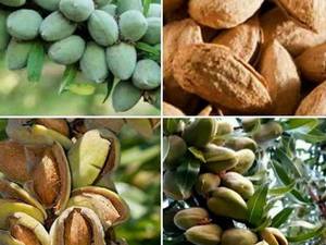 نهال بادام موجود در نهالستان حیدران