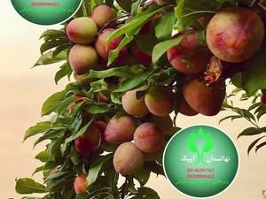 پرورش آلو شابلون در تبریز