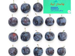 کاشت آلو