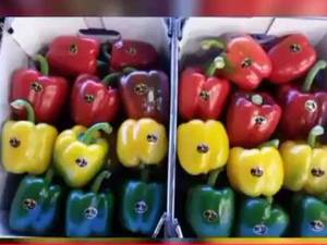 سورتینگ مدرن فلفل دلمه رنگی و گوجه فرنگی