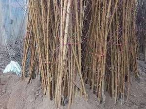 پرورش نهال هلو  در گلستان