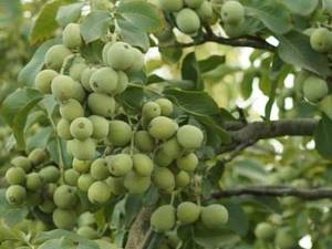 گردو ژنتیپ در نهالستان مهندس مهدیزاده